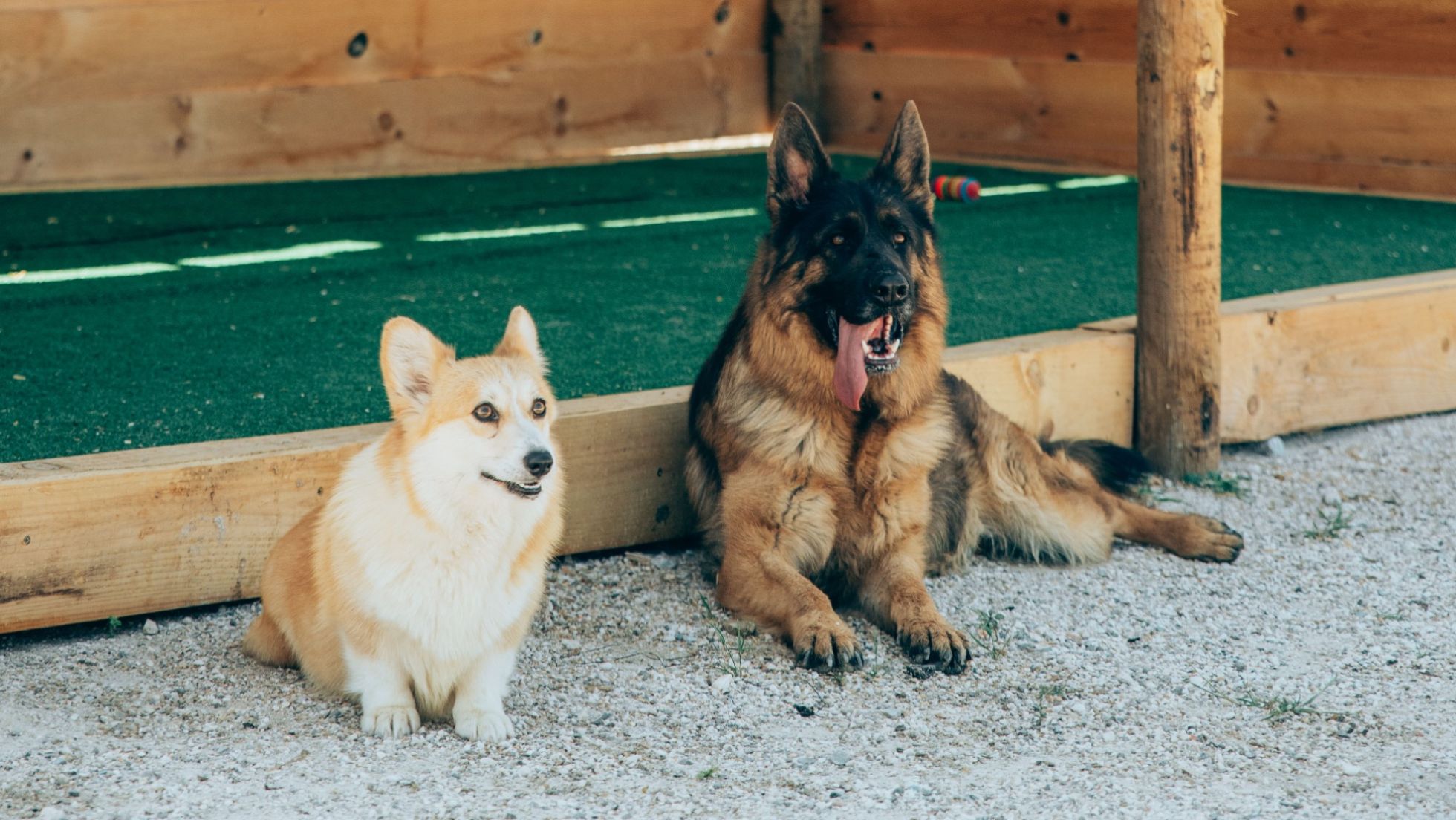 Creche para cães